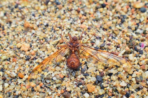 Winged Male Drone Leafcutter ants  macro close up view  dying on beach after mating flight with queen in Puerto Vallarta Mexico. Scientific name Atta mexicana  a species of leaf-cutter ant  a New Worl