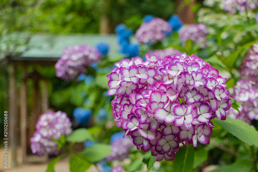 鎌倉明月院のアジサイ