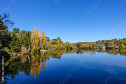Autumn shot of golden yellow trees around lake against pure blue sky. Daylesford, VIC Australia.