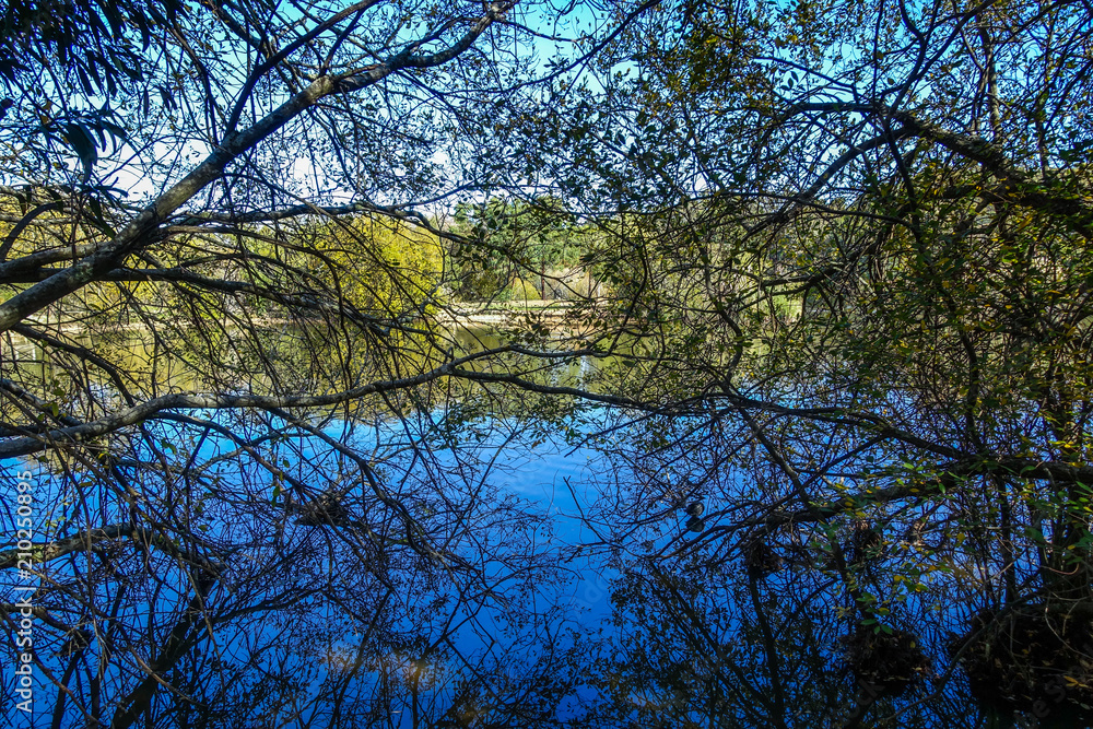 Fototapeta premium Tree branches hanging over lake water surface . Daylesford, VIC Australia