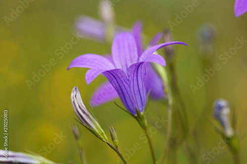 violet flower macro © mimishka222