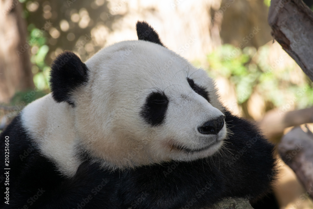 Naklejka premium Panda