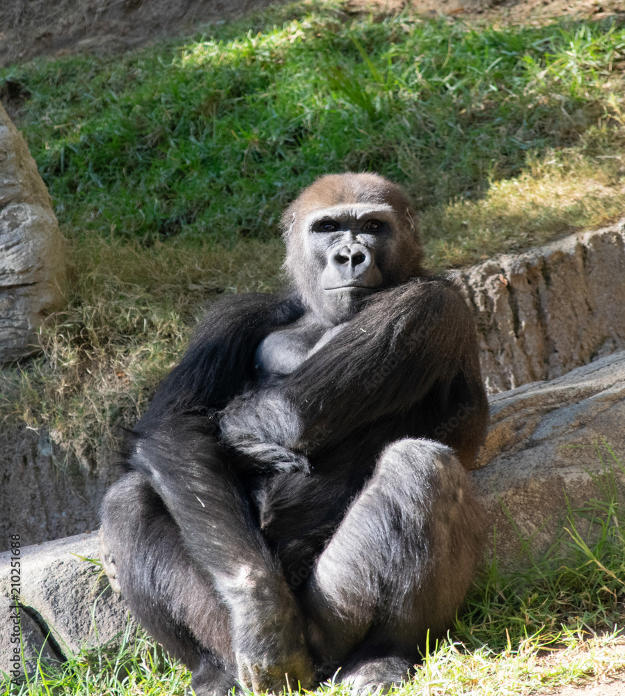 Ape 