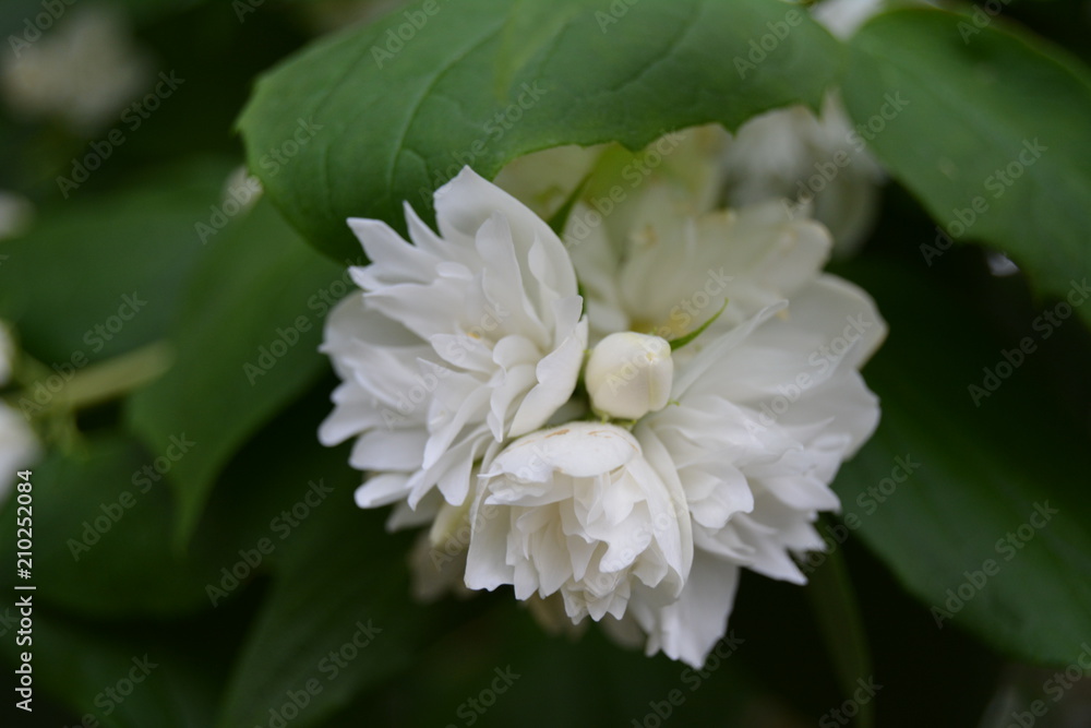 Jasmine Macro Jasmine Macro