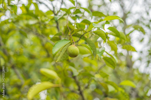 Nutmeg in green background on a tree photo