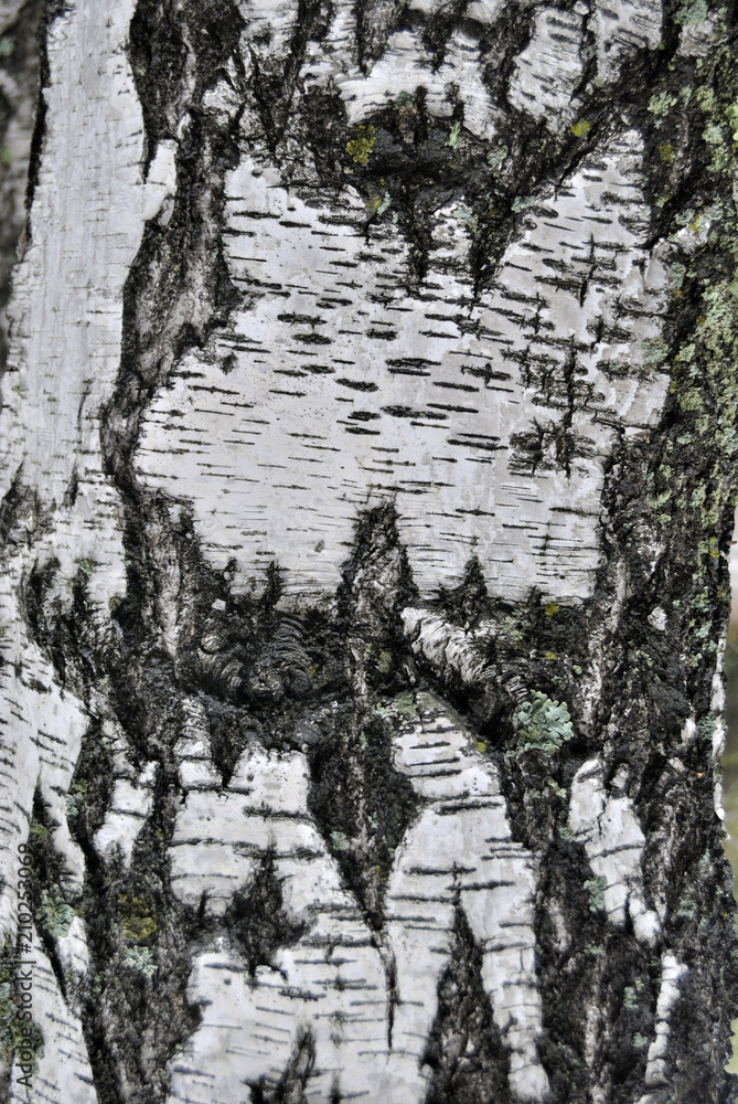 Fototapeta premium the bark of the birch tree
