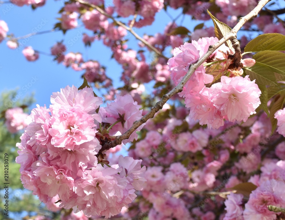 cherry blossom in spring cherry blossom in spring