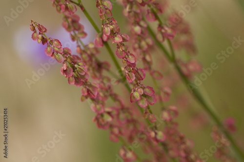 pink flowers of sorrel