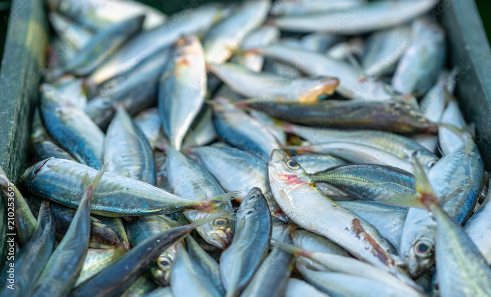 Obraz premium Round scad after the catch sold in the seafood market is a nutritious high protein foods to benefit human health