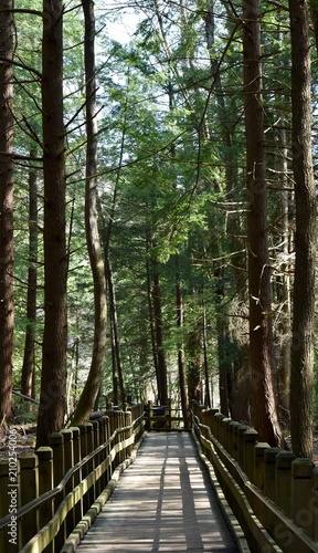 path in forest