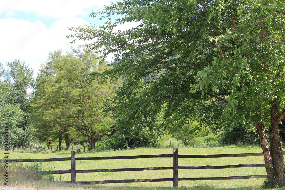 Spring On The Farm