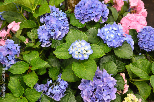 Hydrangea flowers blossoming in spring      