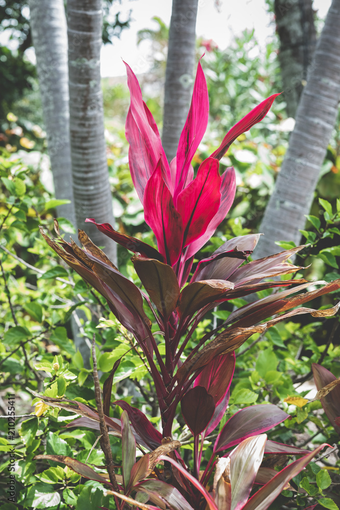 Obraz premium Tropical