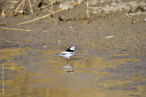 A beautiful bird in wetlands