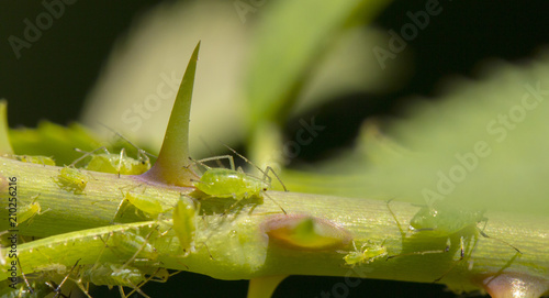 small black aphid on a green leaf in the open air close up photo