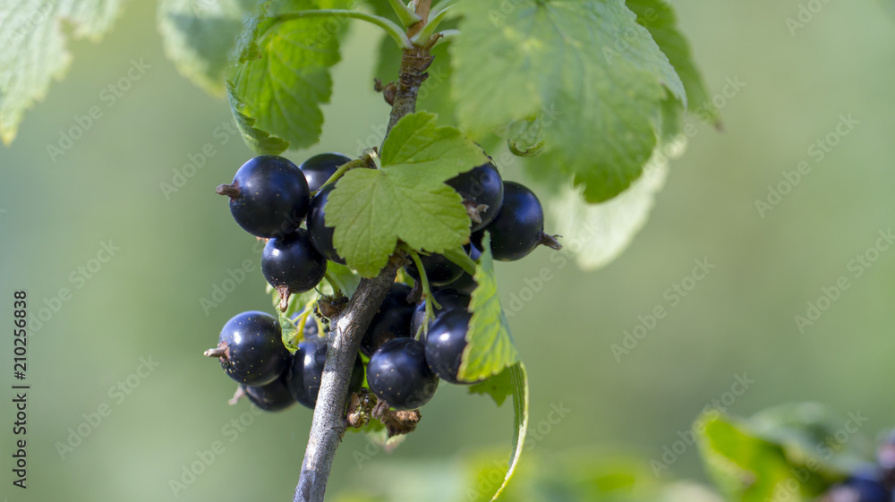 Ripe black currant on a branch