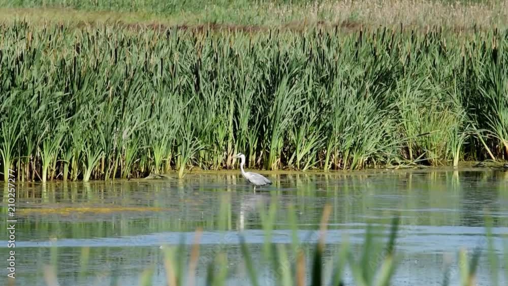 Hunting heron and cots in a pond outside Stockholm Hunting heron and cots in a pond outside Stockholm