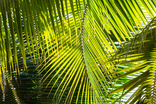 Background image of coconut leaves