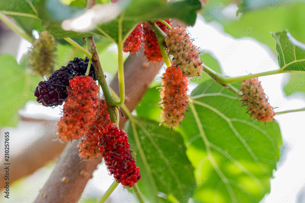 Organic fresh mulberry in the garden black ripe and red unripe mulberries on the branch of tree. / fresh mulberry provides fiber and nutrients highly beneficial.. Organic fresh mulberry in the garden black ripe and red unripe mulberries on the branch of tree. / fresh mulberry provides fiber and nutrients highly beneficial..