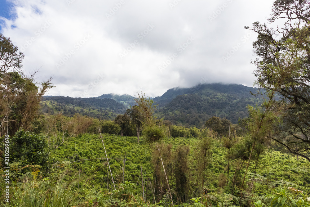 Green jungle in the heart of Kenya. Aberdare, Africa Green jungle in the heart of Kenya. Aberdare, Africa