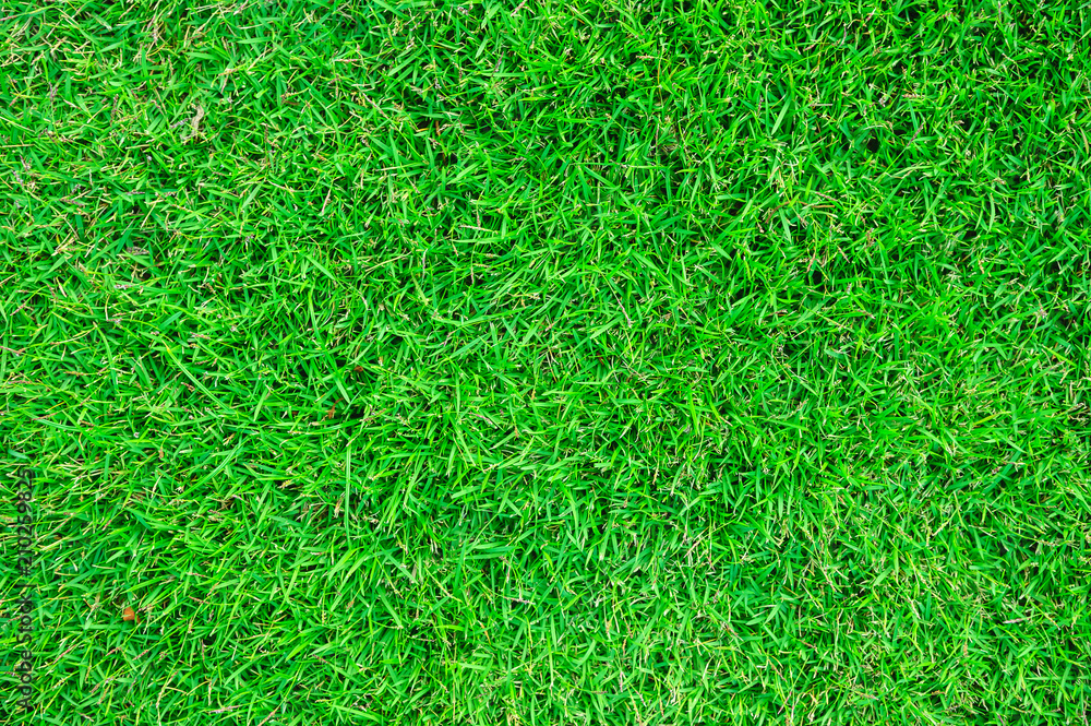 Green grass natural background texture. Green grass natural background texture.