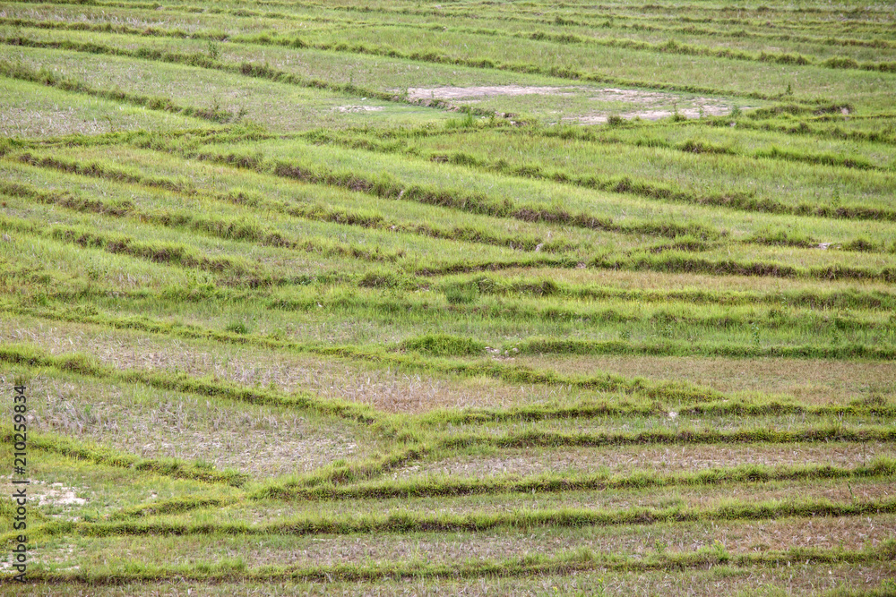 Rice Fields at Rhi Lake, Myanmar (Burma)