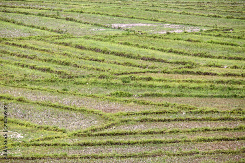 Rice Fields at Rhi Lake, Myanmar (Burma) Rice Fields at Rhi Lake, Myanmar (Burma)