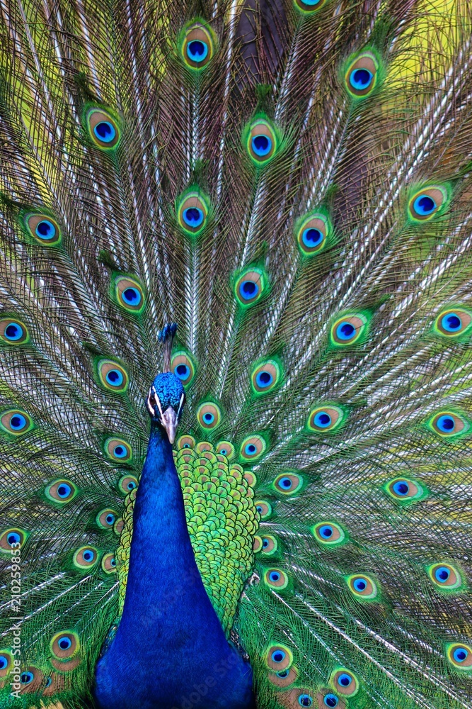 Obraz premium Pavo Real