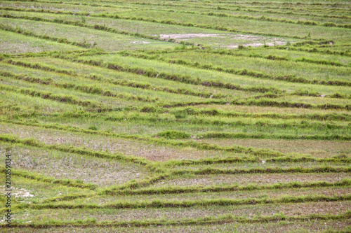 Rice Fields at Rhi Lake  Myanmar  Burma 