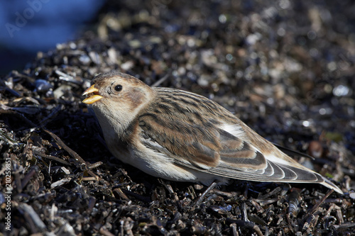 Snow bunting (Plectrophenax nivalis) photo