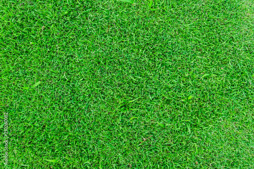 Green grass background. Design Ideas for Natural Background Applications