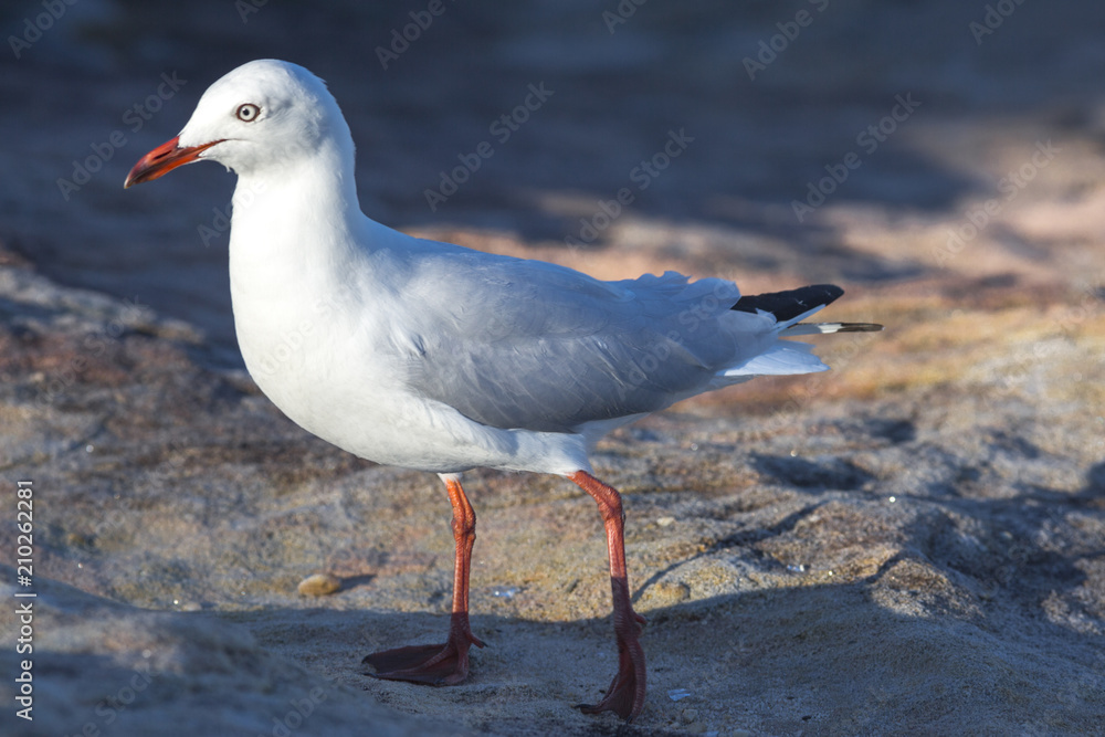 Fototapeta premium seagull