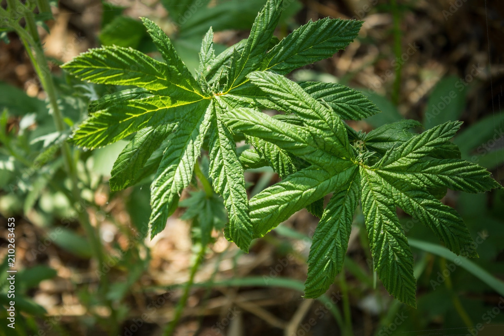 Narcotic grass, hemp. Narcotic grass, hemp.