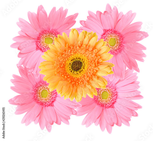 Pink and Orange gerbera daisy flower isolated on a white background