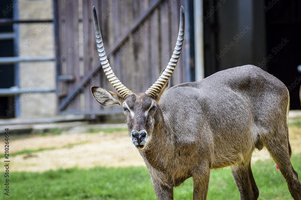 Oryx / Gemsbok stand in the zoo. Gembok generally occur in semi-arid grasslands and bushlands Oryx / Gemsbok stand in the zoo. Gembok generally occur in semi-arid grasslands and bushlands