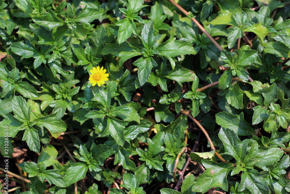 yellow flowers spring on green beautiful and fresh background