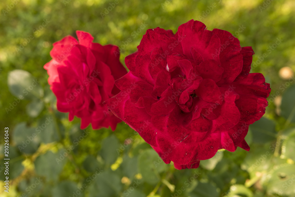 Developed red rose flower in the foreground with the second rose. Developed red rose flower in the foreground with the second rose.