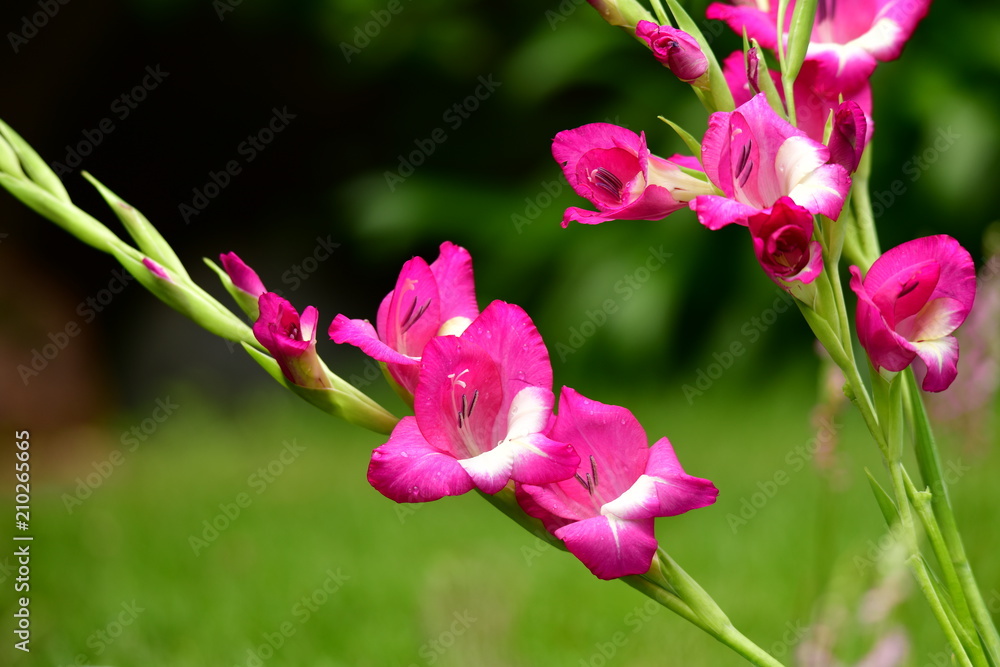 家庭園芸イメージ素材、育てやすいグラジオラス