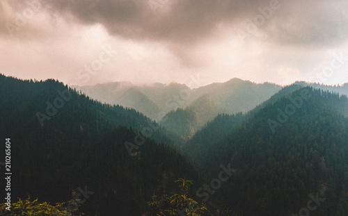 Forest on Mountains