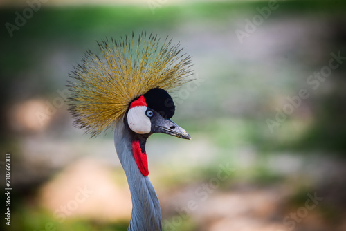 Portrait Grey crowned-crane its show beautiful color on head