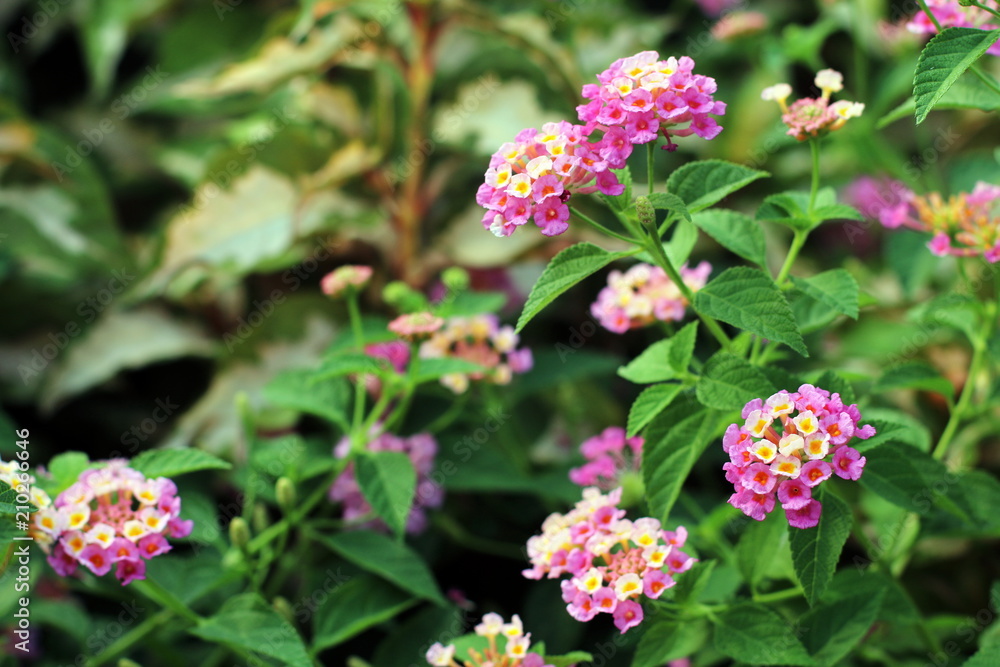 Pink Lantana flowers, Phakakrong (thai word) blossom small spring on green beautiful and fresh background Pink Lantana flowers, Phakakrong (thai word) blossom small spring on green beautiful and fresh background