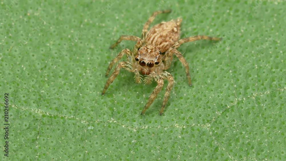 close-up Salticus scenicus jumping spider close-up Salticus scenicus jumping spider