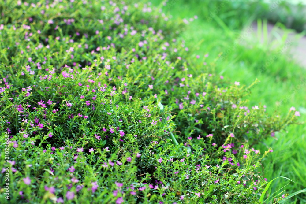 flower small grass at relax morning time sunlight for background footage flower small grass at relax morning time sunlight for background footage