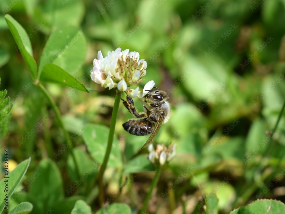 Bee on a flower of Trifolium repens clover Bee on a flower of Trifolium repens clover
