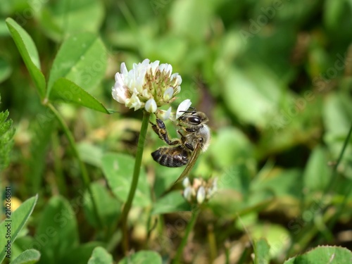 Bee on a flower of Trifolium repens clover