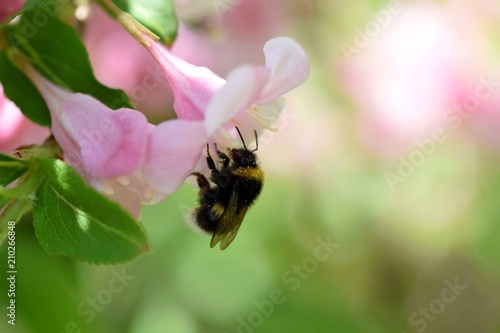 Bumblebee on tender pink weigela flower