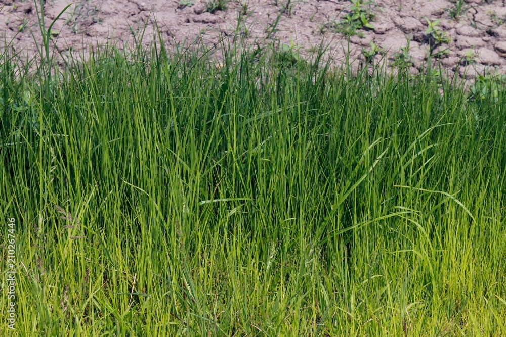 grass green fresh looking pattern. Beautiful and tranquil nature background grass green fresh looking pattern. Beautiful and tranquil nature background
