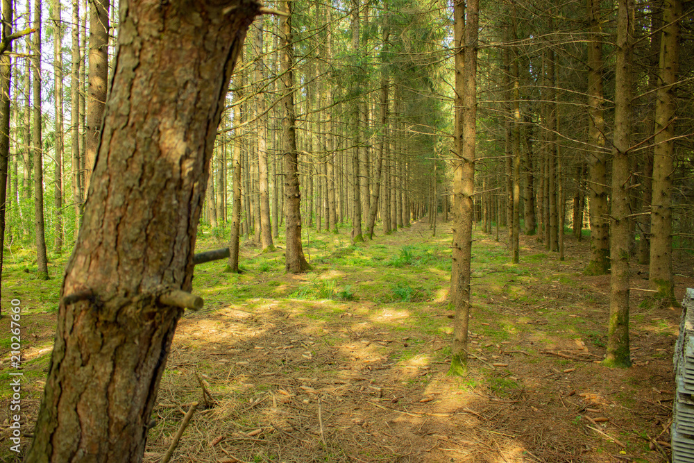 Fototapeta premium Forest