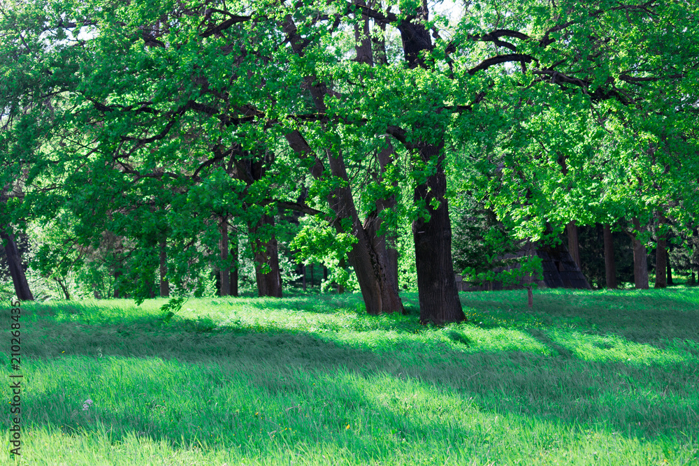 Obraz premium park view