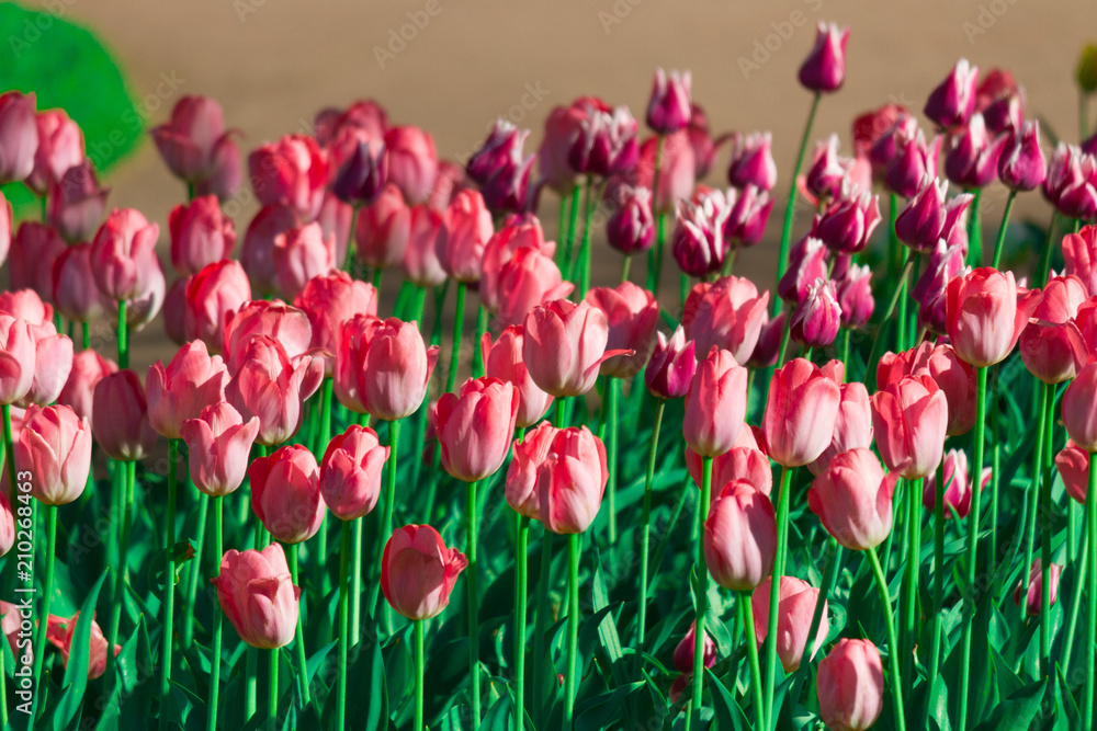 Obraz premium flowers